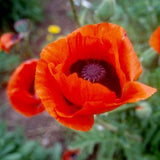 Brilliant Oriental Poppy