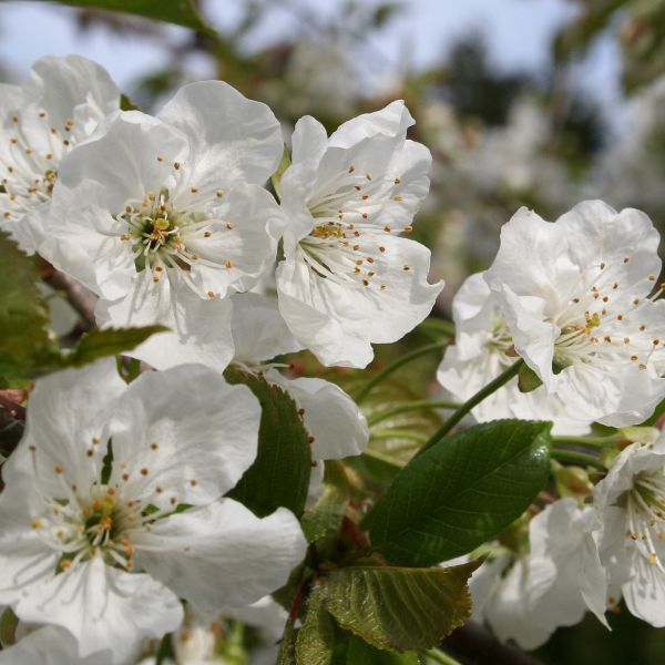 Black Tartarian Cherry Tree