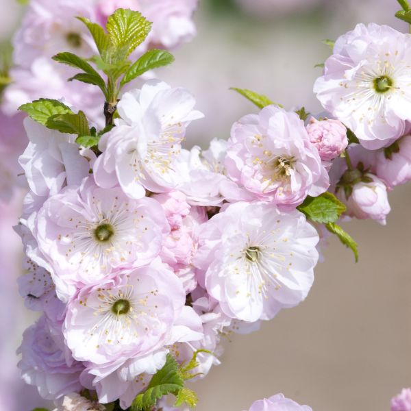 Double Flowering Plum