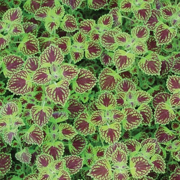 Chocolate Drop Coleus