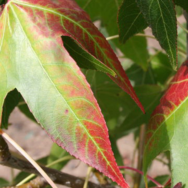 Moraine Sweetgum Tree