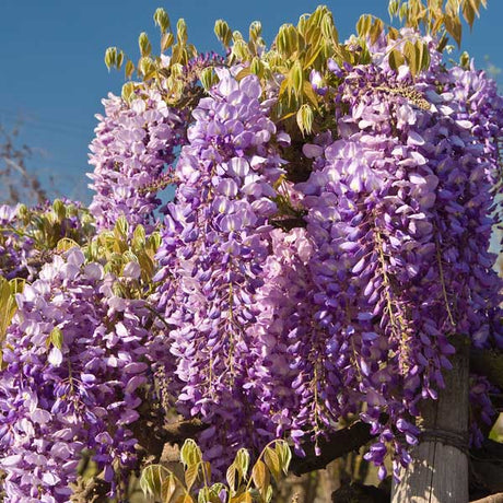 Cooke's Purple Wisteria