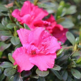 Bloom-A-Thon&reg; Hot Pink Reblooming Azalea