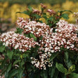 Spring Bouquet Laurustinus