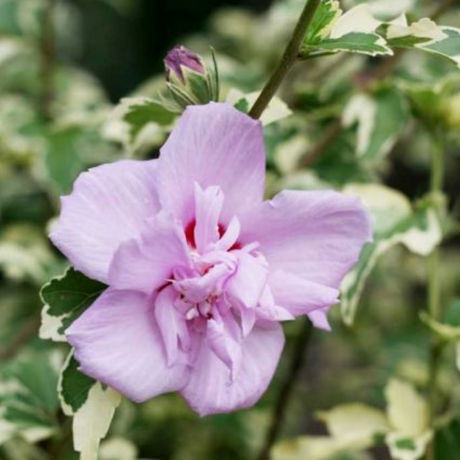 First Editions&reg; Summer Ruffle&trade; Rose of Sharon