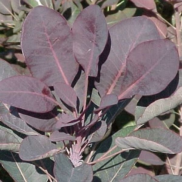 Velvet Cloak Smokebush