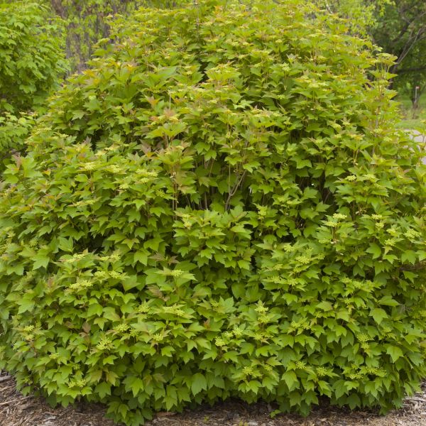 Compact American Cranberrybush Bush