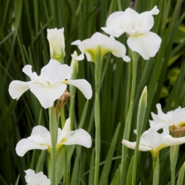 Butter and Sugar Iris