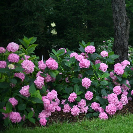 Proven Winners&reg; Color Choice&reg; Let's Dance&reg; Moonlight Hydrangea