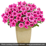 Supertunia&reg; Mini Strawberry Pink Veined Petunia