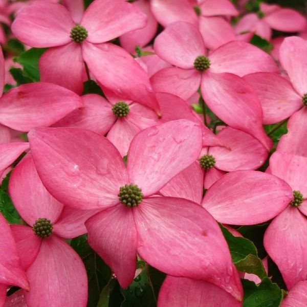 Scarlet Fire&reg; Rutgers Japanese Dogwood