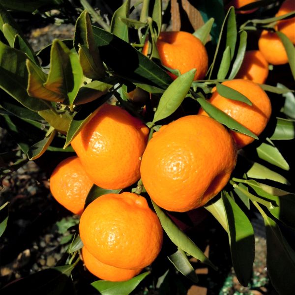 Kishu Mandarin Tree