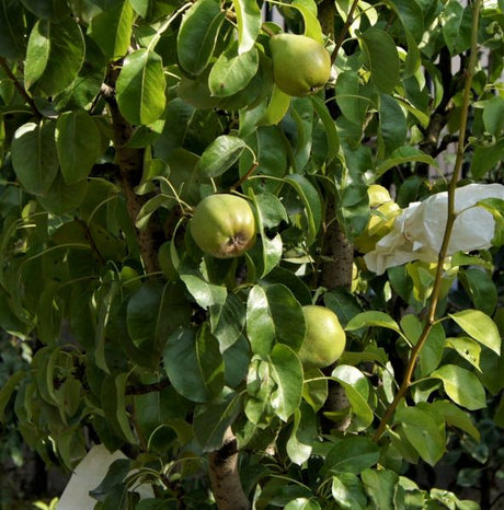 Comice Pear Tree