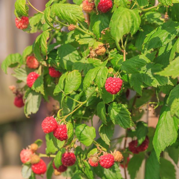 Boyne Raspberry Plant