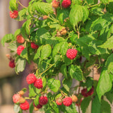 Boyne Raspberry Plant