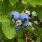 Draper Blueberry Bush