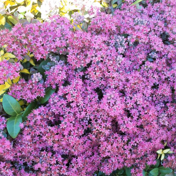 Cauticola Sedum