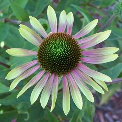 Green Envy Coneflower