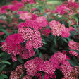 Anthony Waterer Spirea