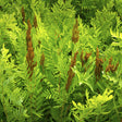 Royal Fern