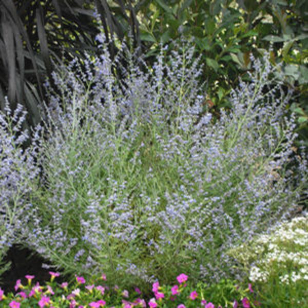 Peek-a-Blue Russian Sage