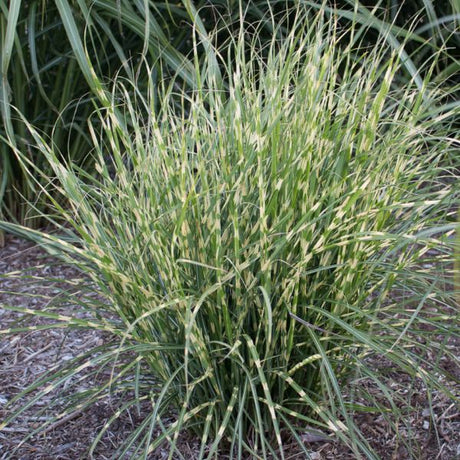 Bandwidth Maiden Grass