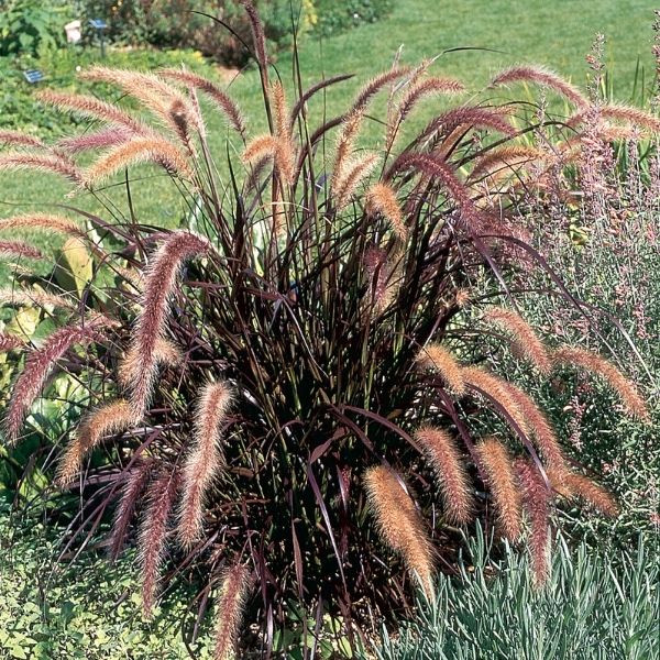 Purple Fountain Grass | NatureHills.com – Nature Hills Nursery