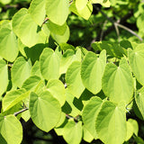 Katsura Tree