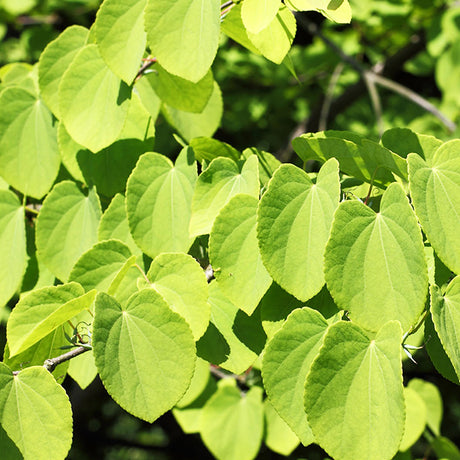 Katsura Tree