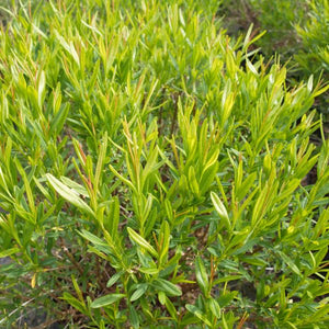 Sunny Boulevard? St. John's Wort
