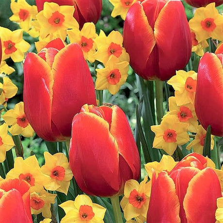 Spring Scents Tulip/Daffodil Blend