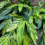 Variegated Shell Ginger