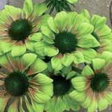 Green Envy Coneflower