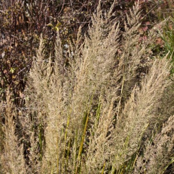 Korean Feather Reed Grass