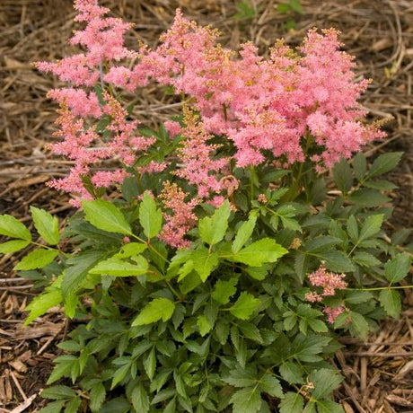 Country and Western Astilbe