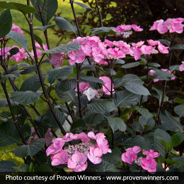 Abracadabra&reg; Star Hydrangea