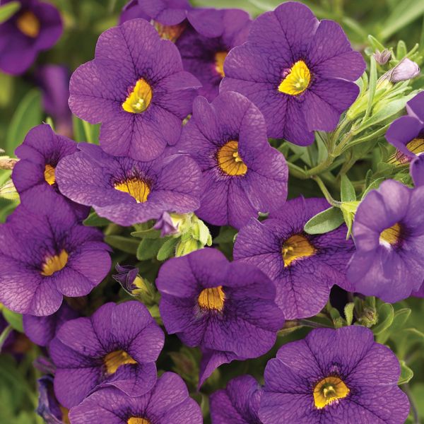 Plum Superbells Calibrachoa