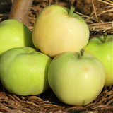 Yellow Transparent Apple Trees