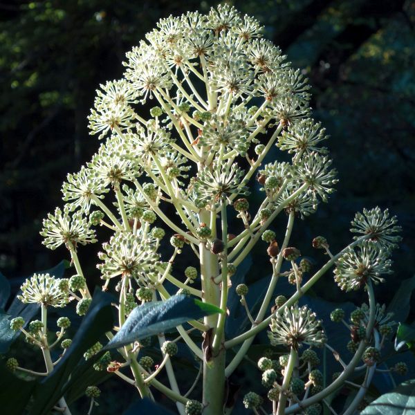 Fatsia Japonica