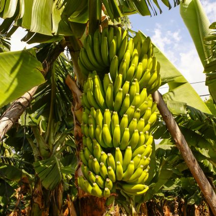 Dwarf Cavendish Banana Tree