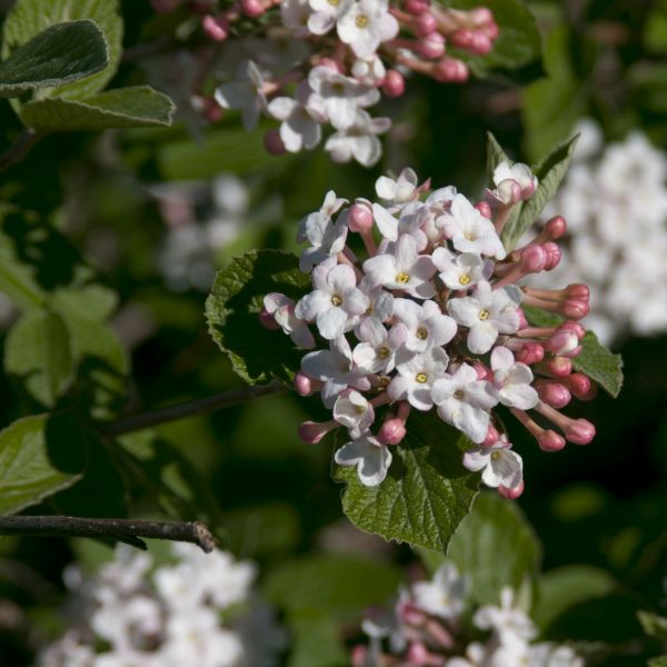 Fragrant Viburnum