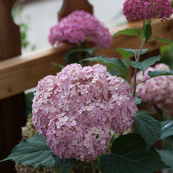 Invincibelle&reg; Spirit II Hydrangea