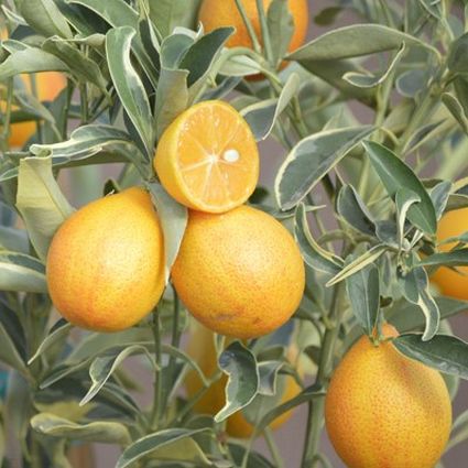 Centennial Variegated Kumquat Tree