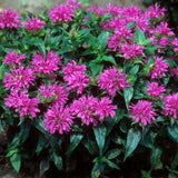 Grand Parade Bee Balm