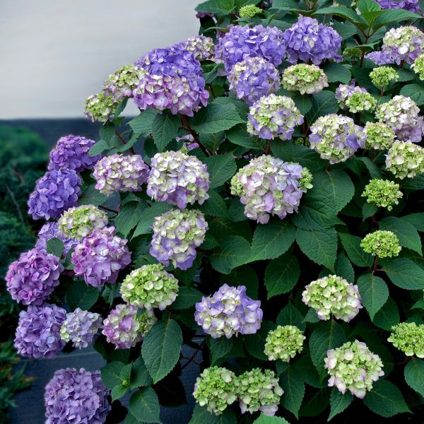 Endless Summer® Bloomstruck Bigleaf Hydrangea 