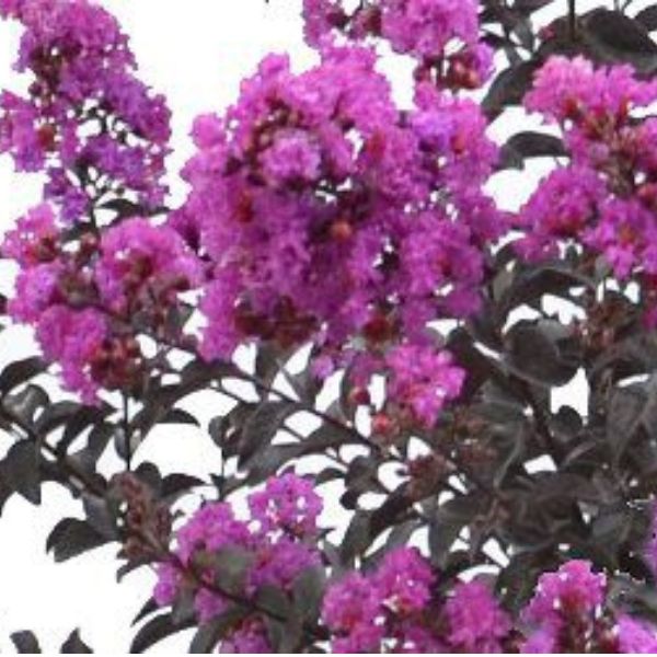 Black Diamond&reg;  Purely Purple&trade; Crape Myrtle