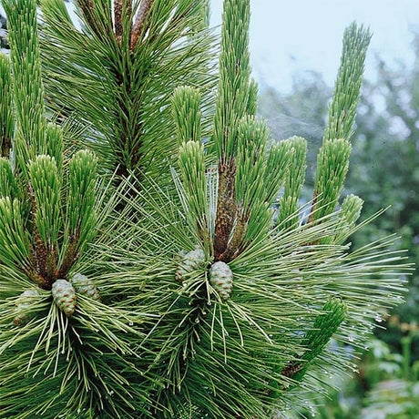 Thunderhead Japanese Black Pine