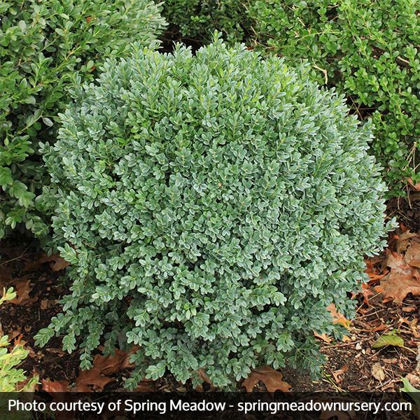 Green Ice Boxwood