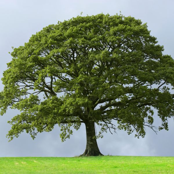 Sawtooth Oak Tree