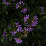 Scaevola Whirlwind Blue Fan Flower